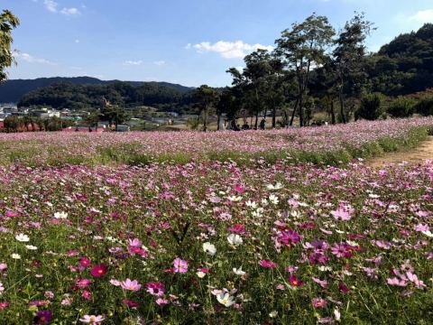 공주 신풍면 코스모스 만개…산정리·대룡리·용수리·봉갑리·힐스포레 일대 '가을 꽃길'