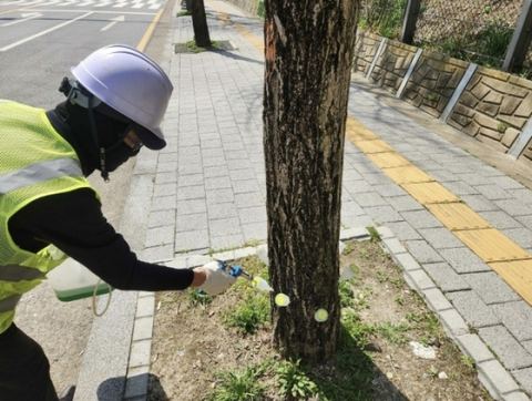 [용인시] 처인구, 은행나무 가로수에 친환경 결실 제어제 주입