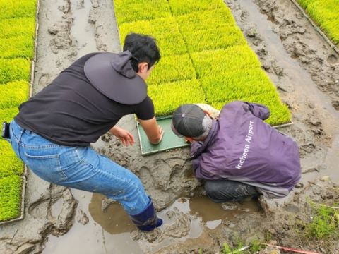 천안시농업기술센터, 벼 못자리 현장지도 나서…삼광·친들 모내기 적기 25일~6월 5일
