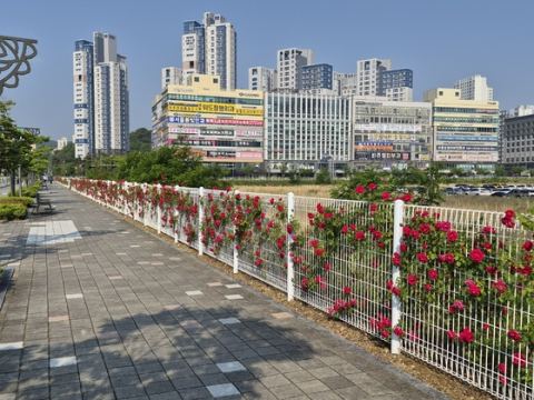 세종 나성동, 백화점 예정부지 주변 덩굴장미 '꽃나래 거리' 조성…2024년부터 마을계획 사업