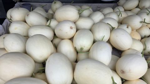 천안 명품 특산물 '하늘그린 멜론' 본격 출하…수신면 비옥한 토양서 키운 '홈런스타' 품종