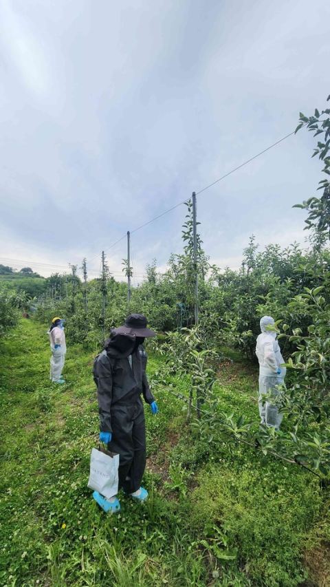 충남 과수화상병 '심각' 단계 상향…공주·당진·홍성·예산 4개 시군 16개 과원 8.6㏊ 확진