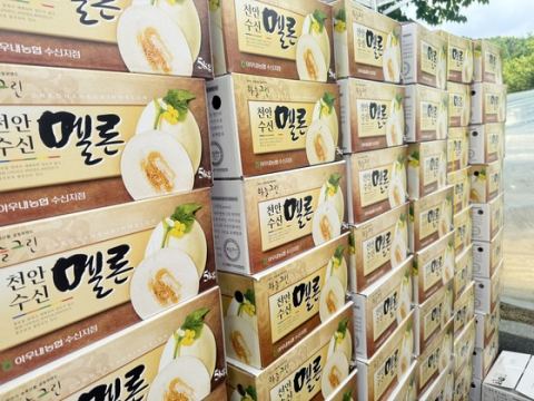 천안 수신면, 6~7일 천안상록리조트서 '제3회 수신멜론축제' 개최…전국 명품 브랜드화 도전