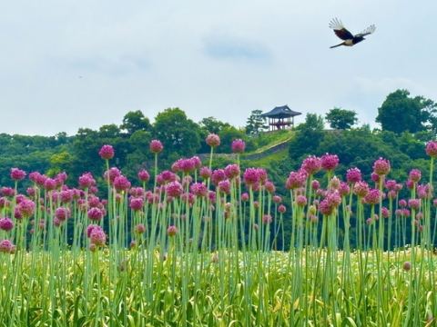 공주 미르섬, 보랏빛 코끼리마늘꽃 만개…2~3주간 절정·초여름 경관 명소로 주목